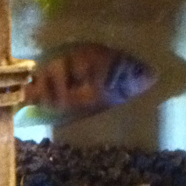 Convict Cichlid Project Noah