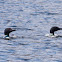 Common Loon (Summer feathers)