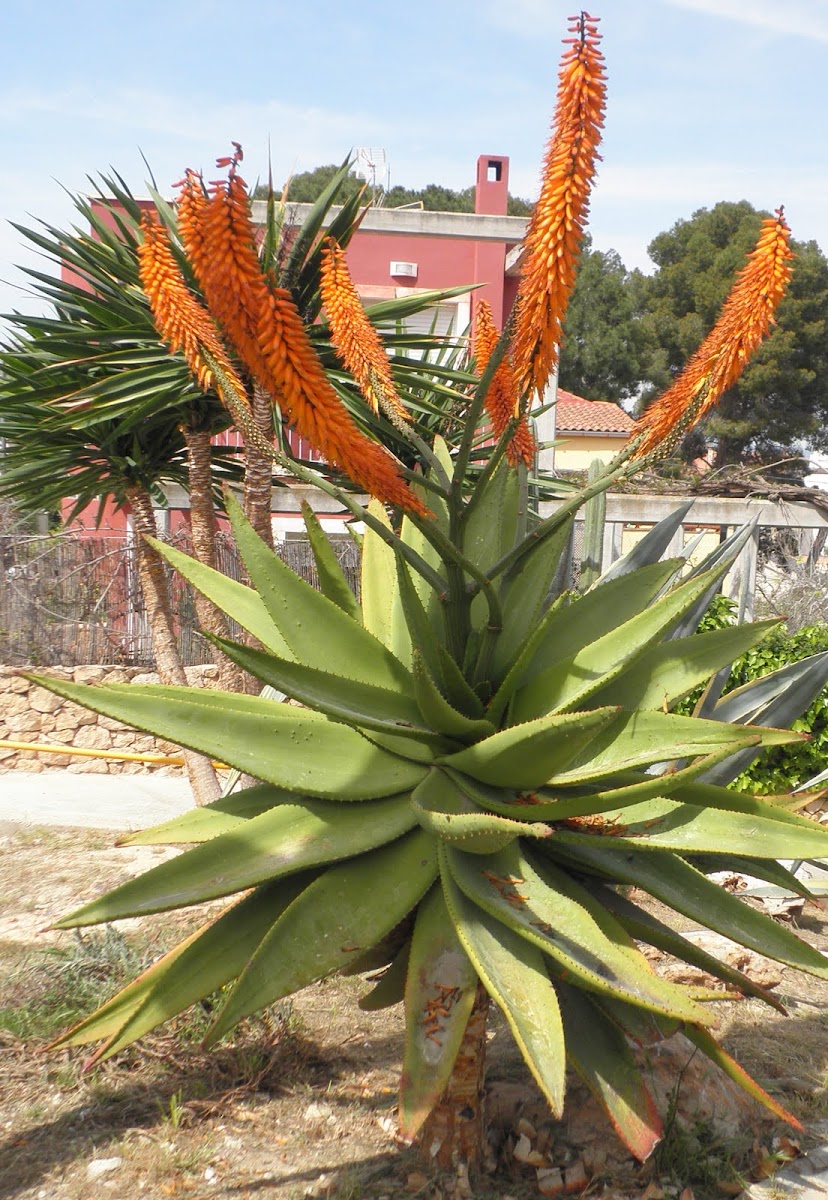 Áloe feroz o del Cabo. Cape aloe