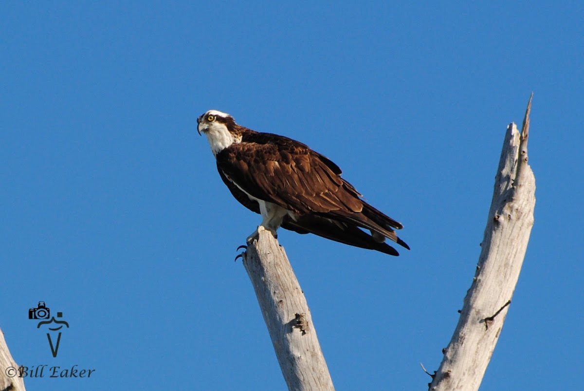 Osprey