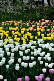 Tulip Puzzle poster 2