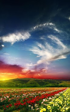 すべての花の画像 ベスト50 風景 の 壁紙