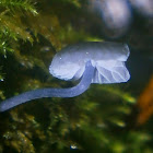 Mycena pseudocorticola?