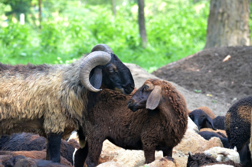 Sheep (Female)