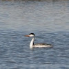 Clark's grebe