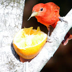 Summer Tanager