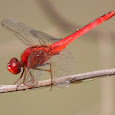 Dragonflies of Java