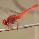 Scarlet skimmer