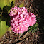 Pink hydrangea