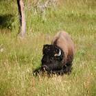 American Bison