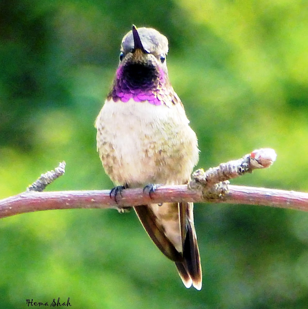 Black Chinned X Anna's Hummingbird