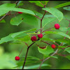 Mountain Holly, Catberry
