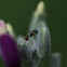 Monomorium rubriceps ant