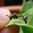 Potter Wasp