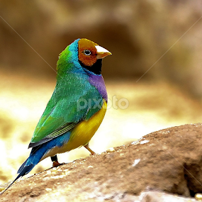 by RJ Photographics - Novices Only Wildlife