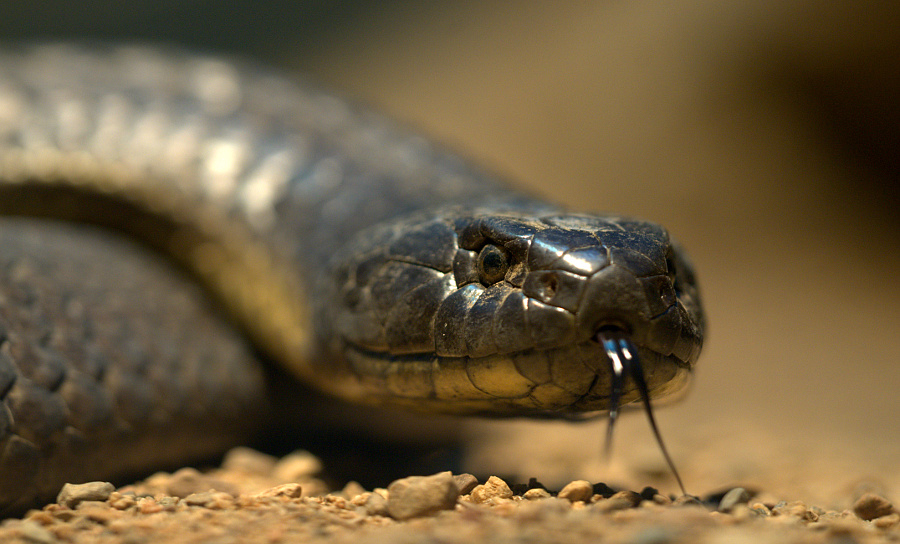 Black Tiger Snake