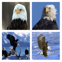 Bald Eagles Live Wallpaper logo