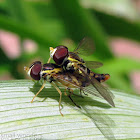 Syrphid Fly - mating pair