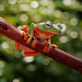 by Hernawan Safari - Animals Amphibians