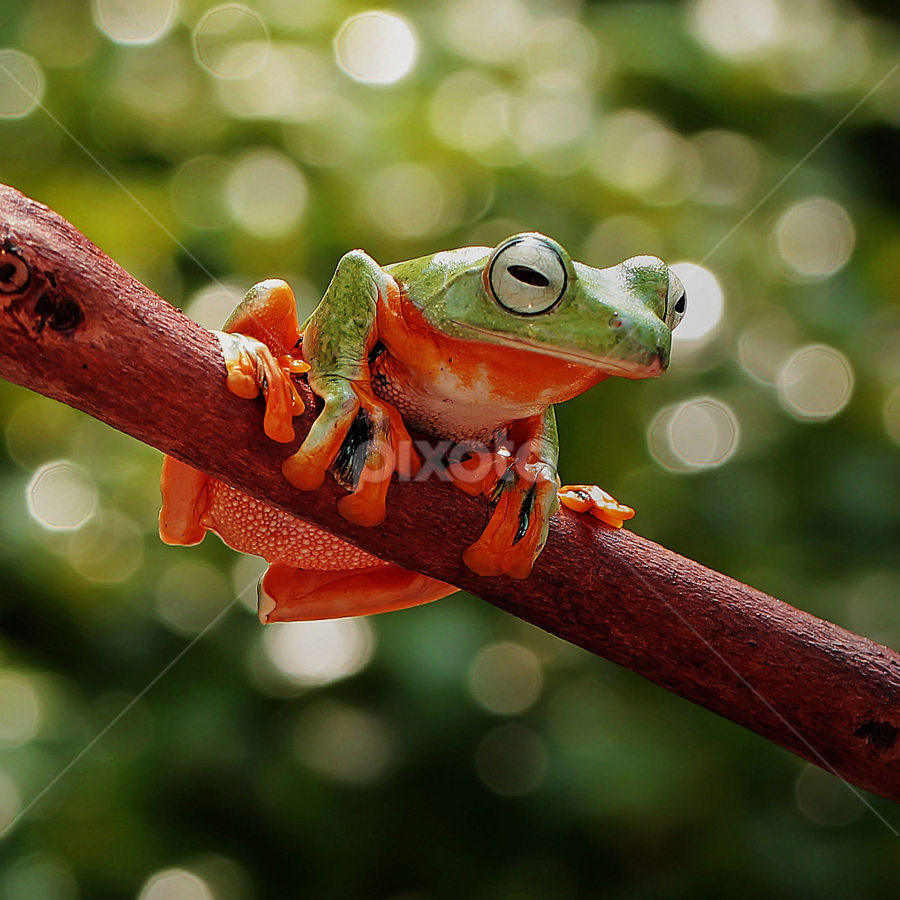 by Hernawan Safari - Animals Amphibians