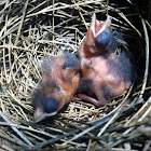 Cardinal (Newborn)