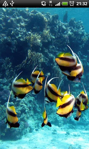 Angel Fish in Water