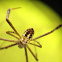 St. Andrew's Cross Spider