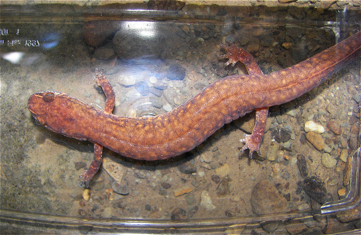 Northern Spring Salamander