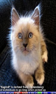 Top 20 Cats and Kittens FREE - náhled