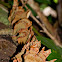 Bracket Fungus