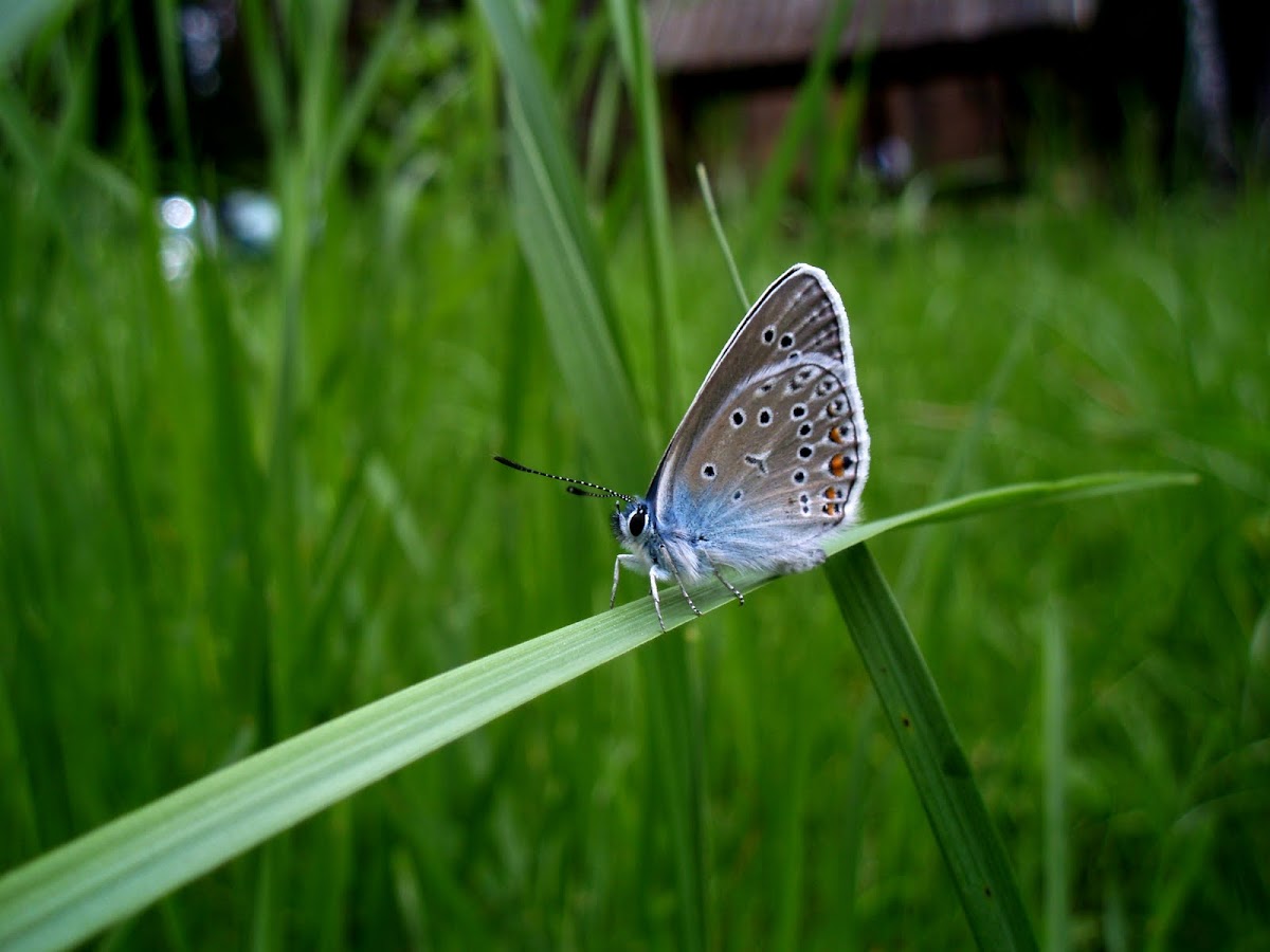 The Amanda's Blue butterfly