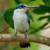 White-collared Kingfisher