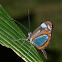Ithomia Butterfly