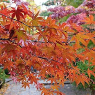紅葉日式速食