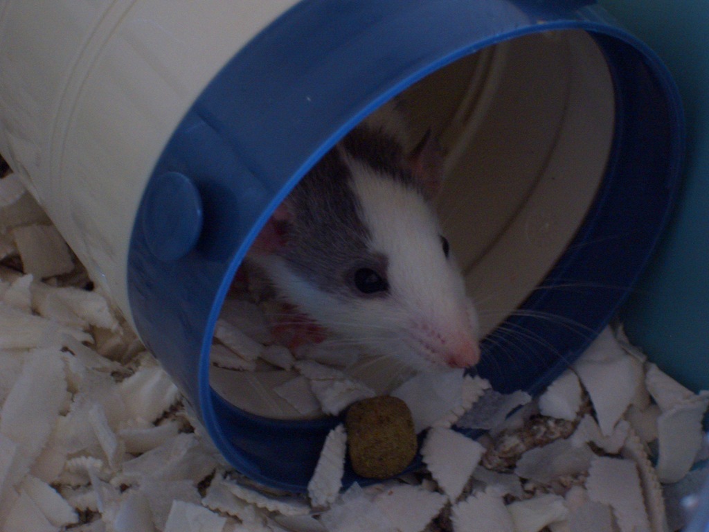 [Rats 003[5].jpg]