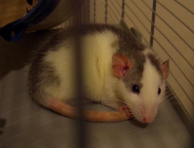 [Rats 008[4].jpg]