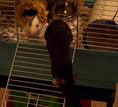 Rats 008