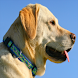 Dog Health Guide