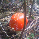 fly agaric