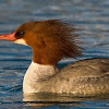 Merganser