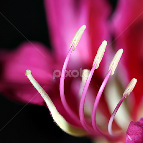 Flower... by Ramakant Sharda - Flowers Single Flower