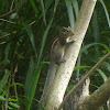 Indian palm squirrel / three striped palm squirrel