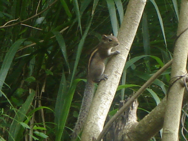 Indian palm squirrel / three striped palm squirrel
