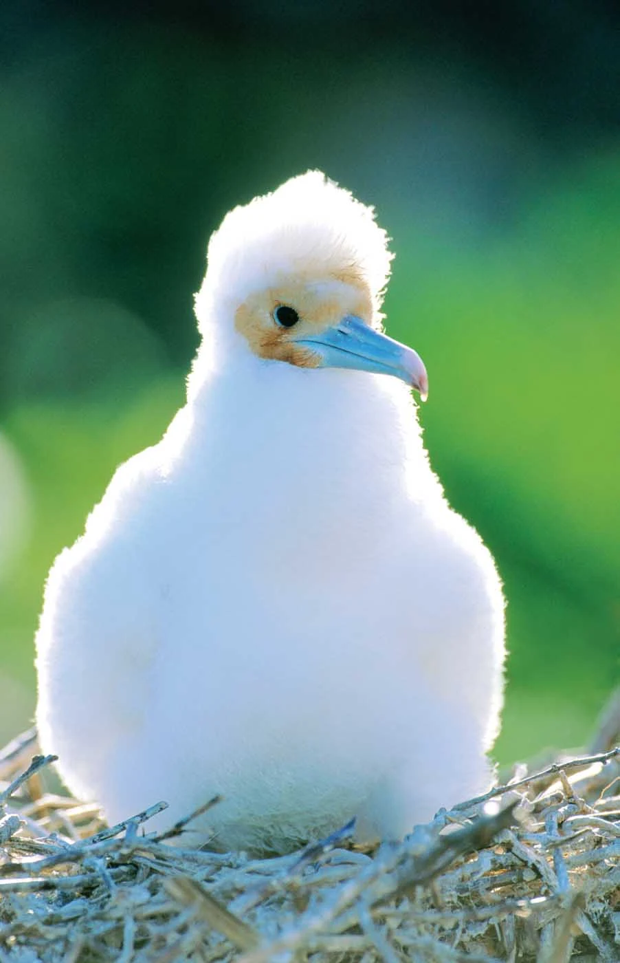 Lindblad-Expeditions-Galapagos-Great-Frigatebird - Look at how cute I am! A Great Frigatebird sits on its nest during a Lindblad Expeditions visit to the Galápagos Islands.
