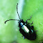 Leaf Beetle