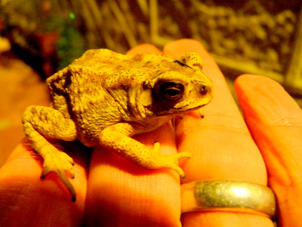 Black-spectacled Toad