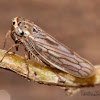 Gray Lawn Leafhopper