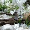 Malaysian Pied Fantail