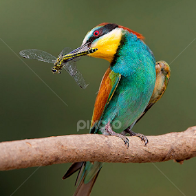 Rainbow by Stefano Ronchi - Animals Birds