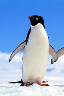 Penguin and Dolphin Wallpaper Screenshots 20